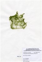 藏品(線形硬毛藻)的圖片
